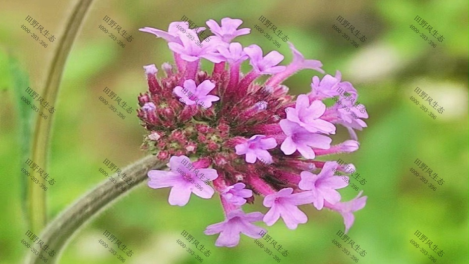 花种批发 花种批发