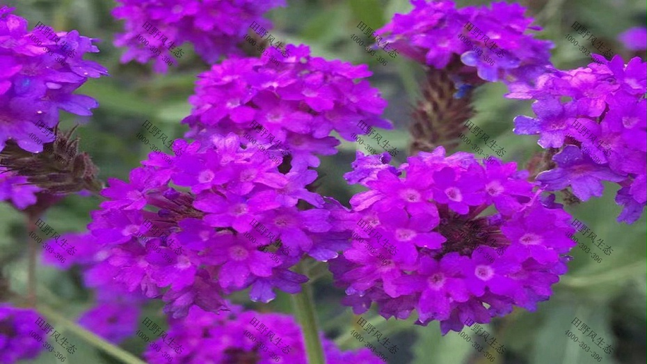 花种批发