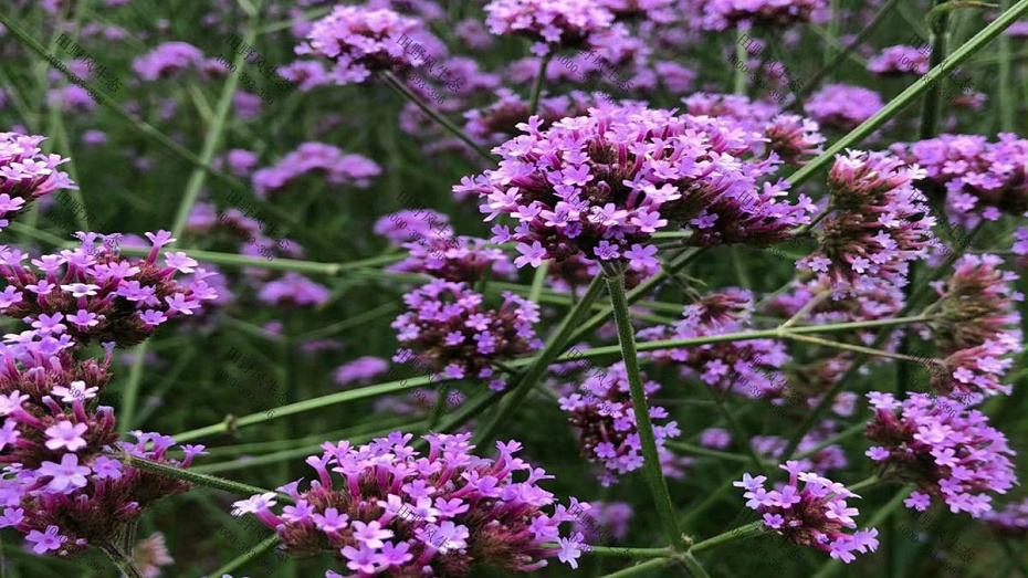 花种批发
