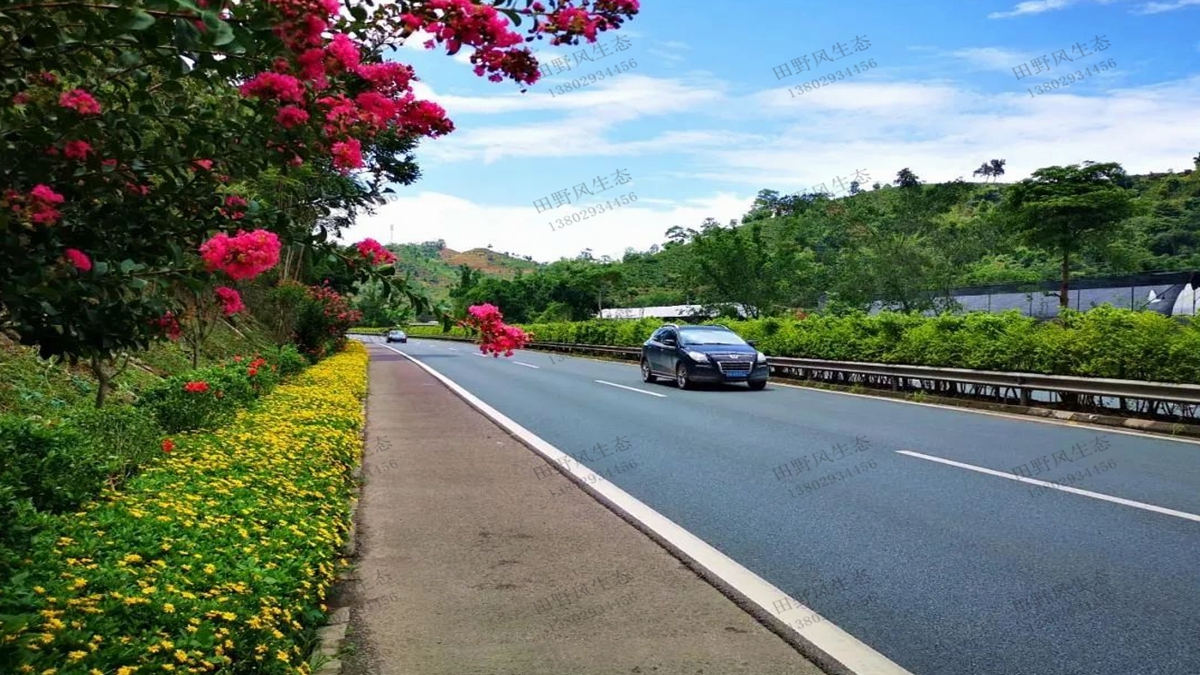 道路绿化植物应该如何配置？