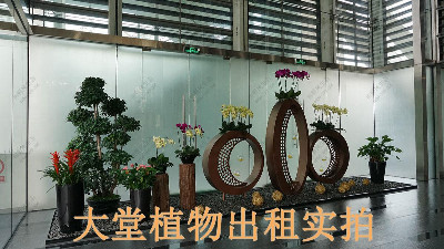 广州保利国际广场植物出租案例
