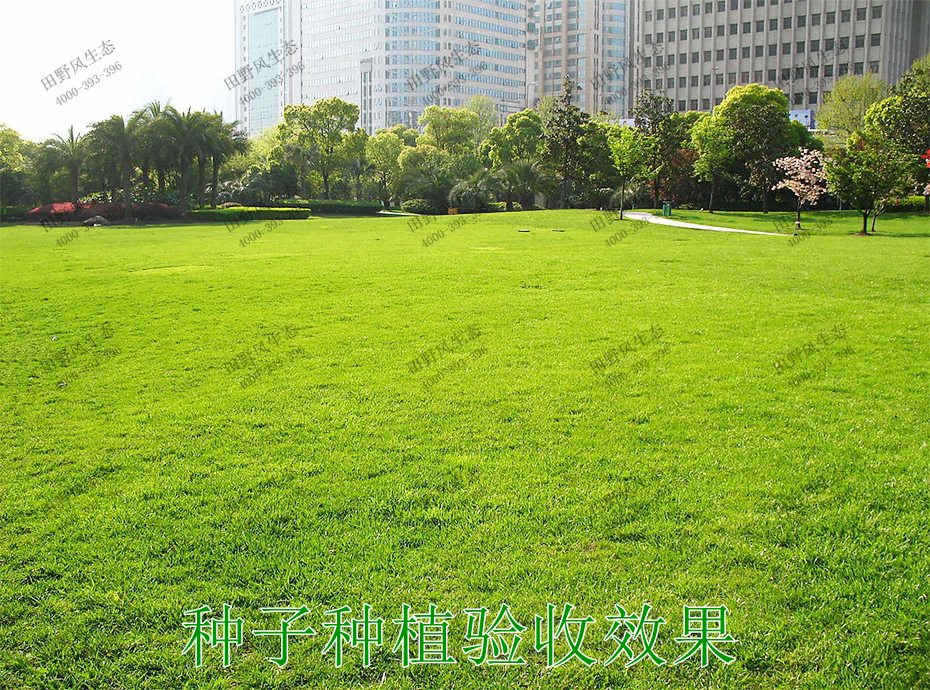 2种子种植验收效果
