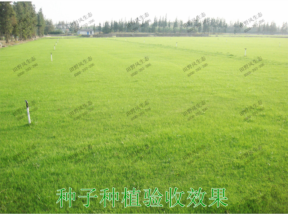 2种子种植验收效果