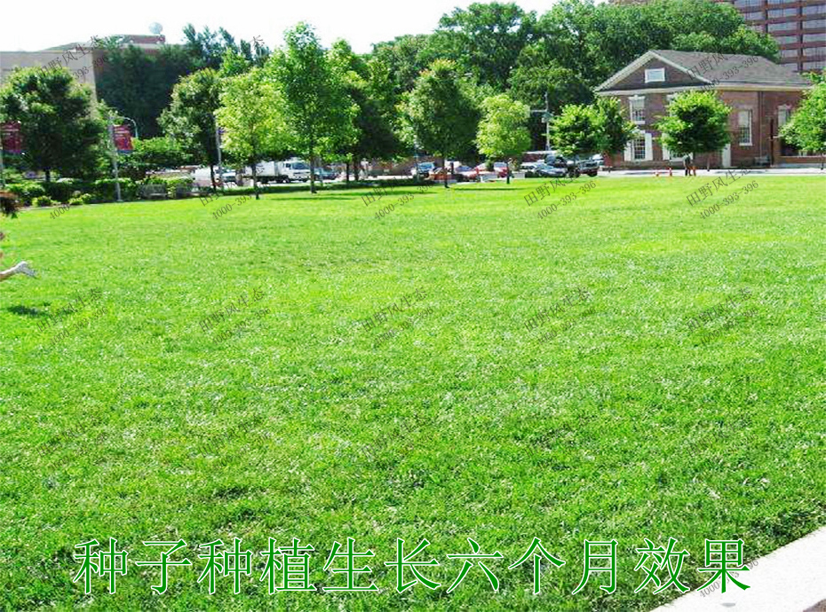 5种子种植生长6个月效果