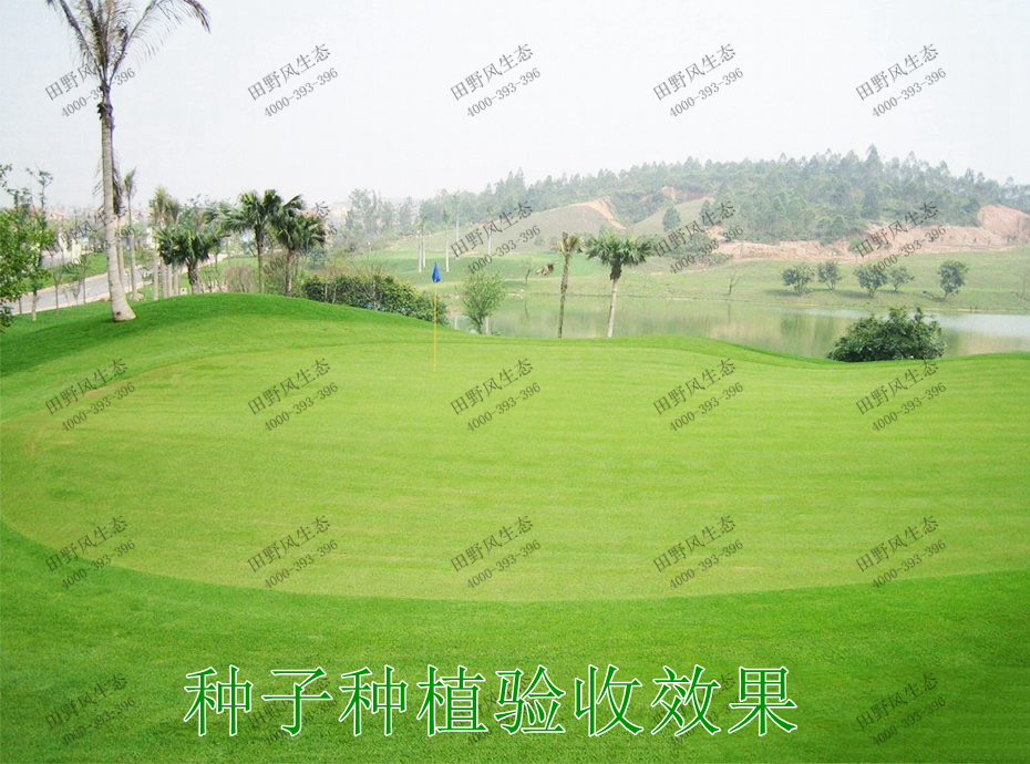 6种子种植验收效果