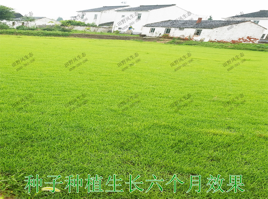 5种子种植生长6个月效果