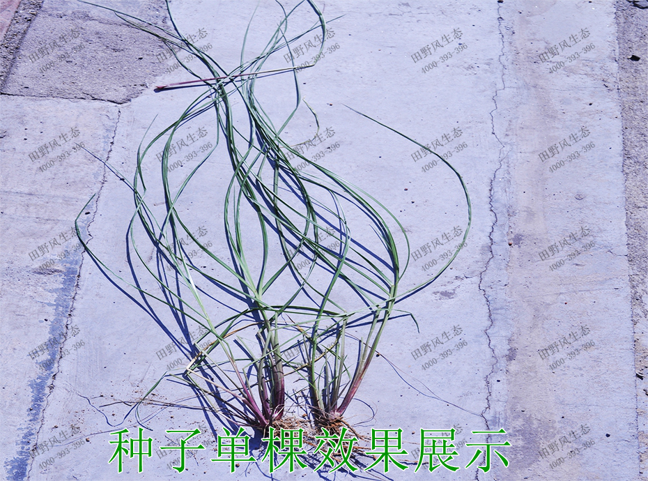 3种子单棵效果展示