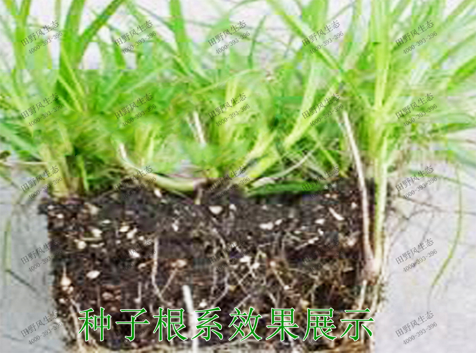 5种子根系效果展示