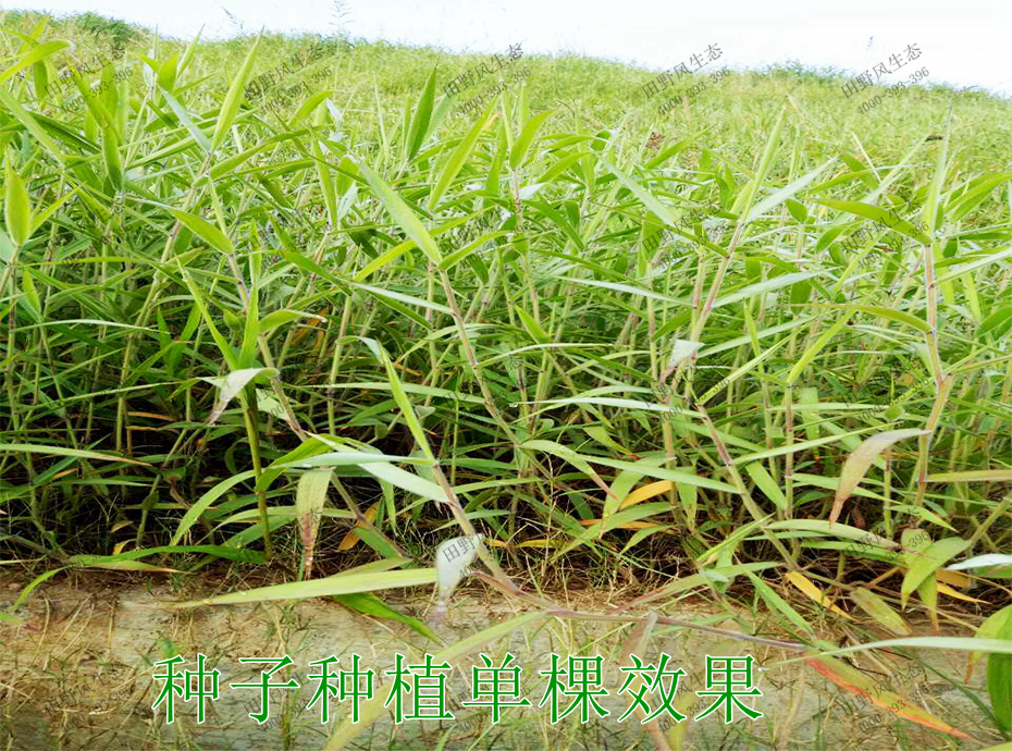 3种子种植单棵效果