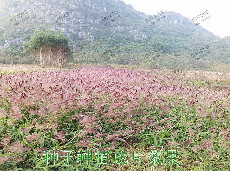 7种子种植成片效果