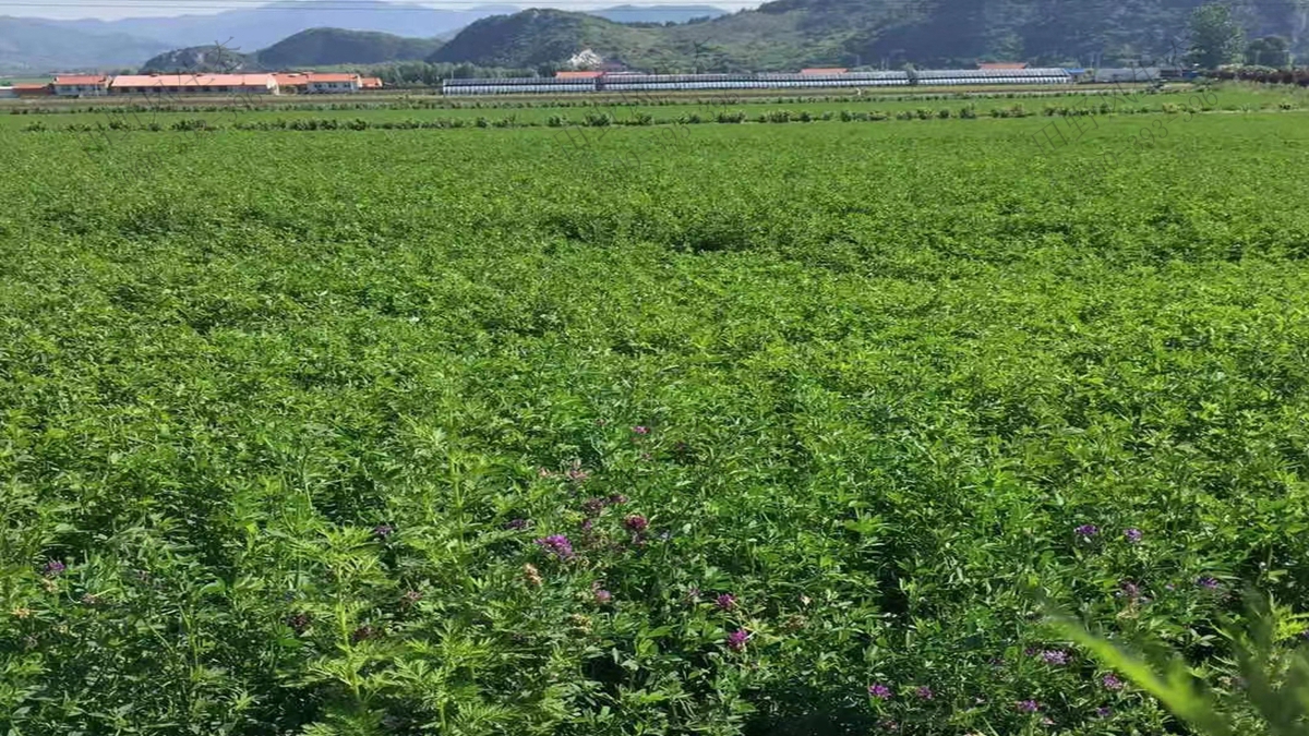 紫花苜蓿什么时候播种最好