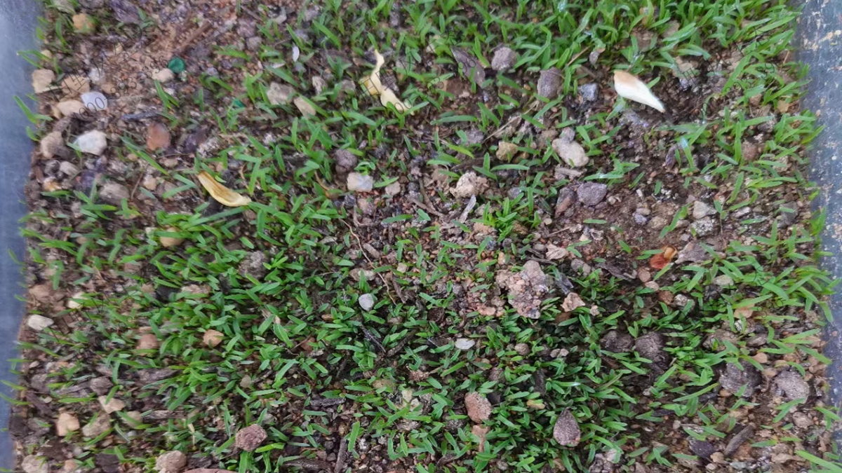狗牙根种子