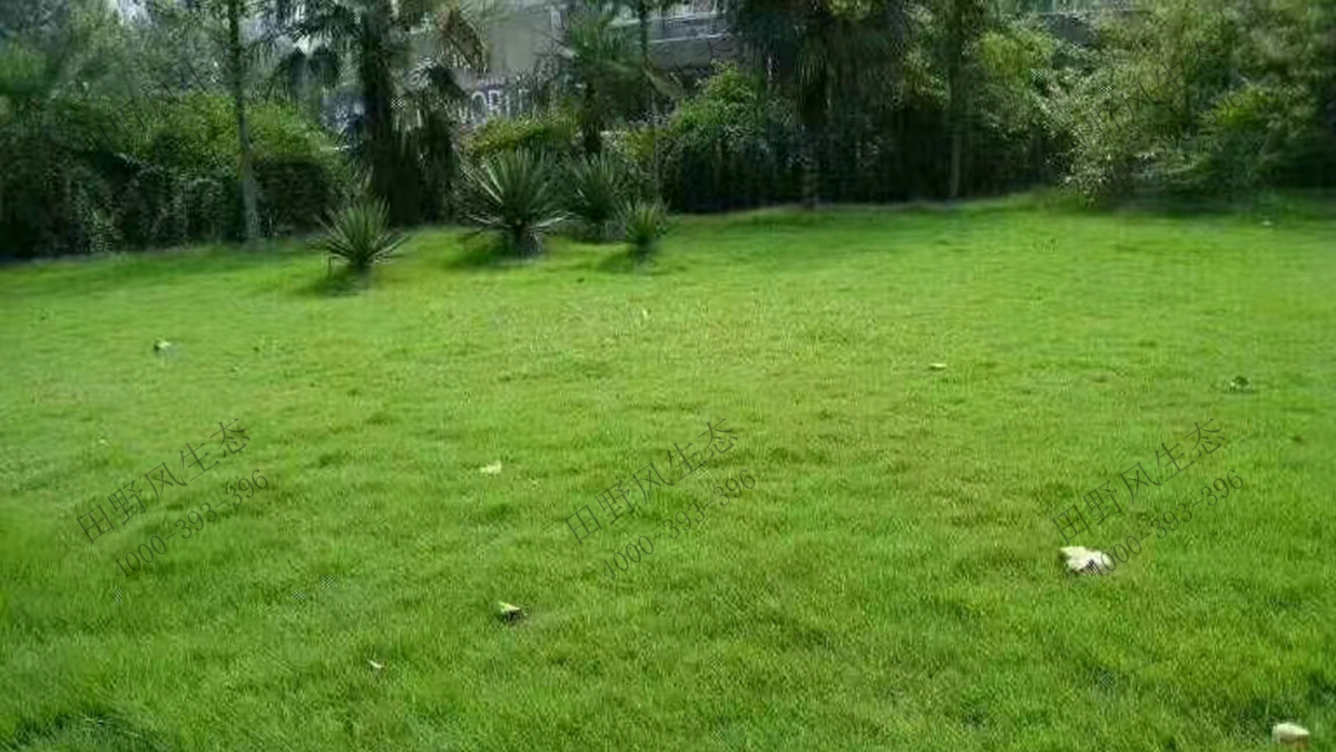 狗牙根种子