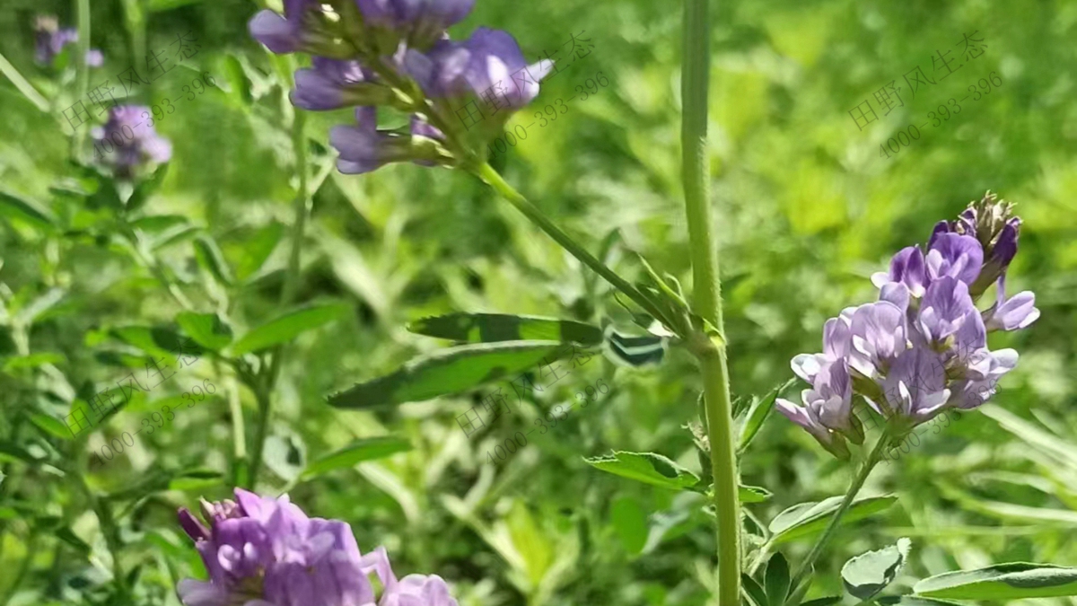 紫花苜蓿种子