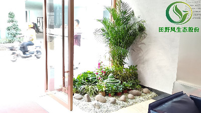广州办公室室内植物租赁公司让你健康办公0成本！