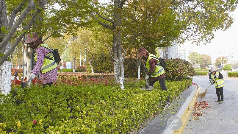 道路绿化环境