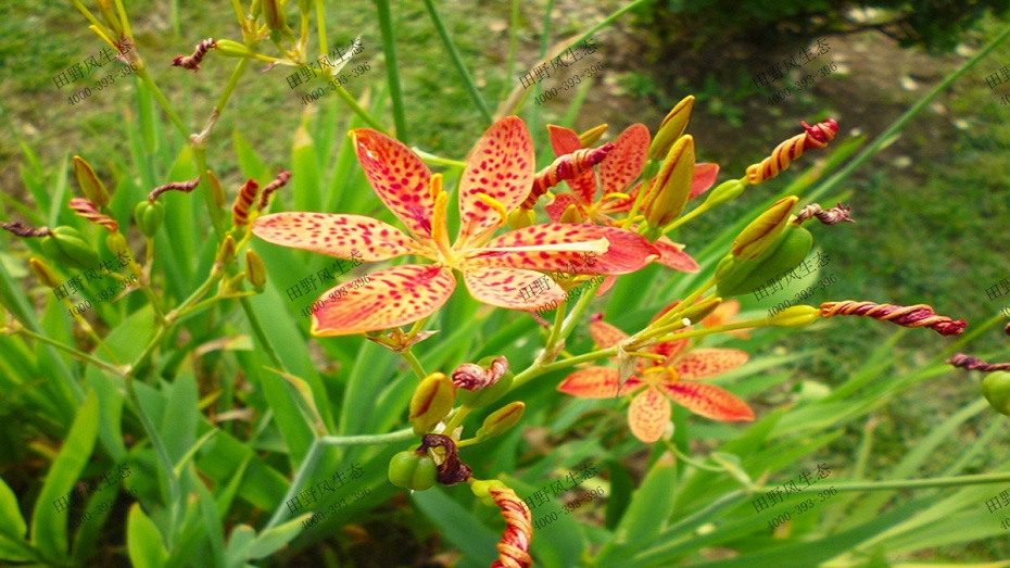 射干花花朵特写