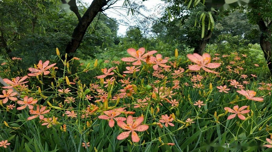 射干花生长局部展示