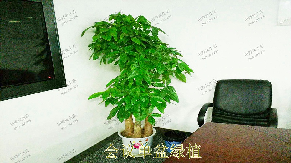会议单盆绿植