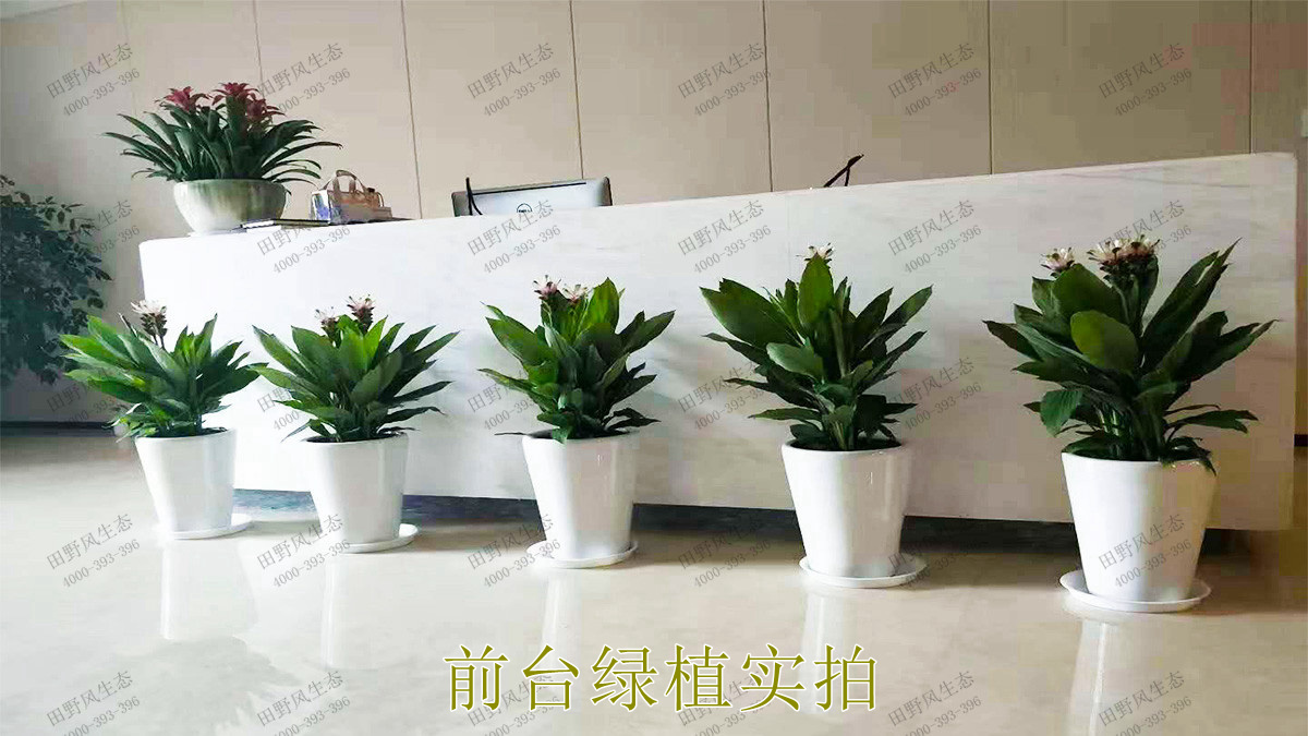绿植组合盆景