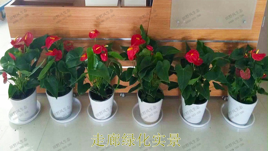 走廊绿化实景
