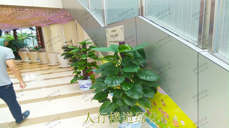 人行楼道绿化