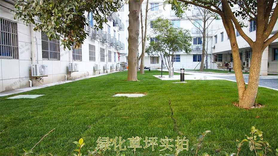 绿化草坪实拍