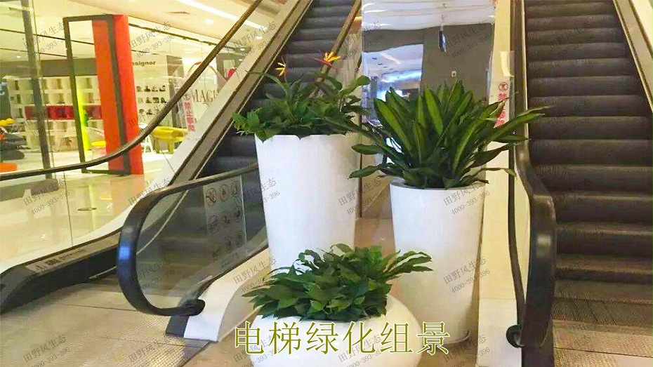电梯绿化组景