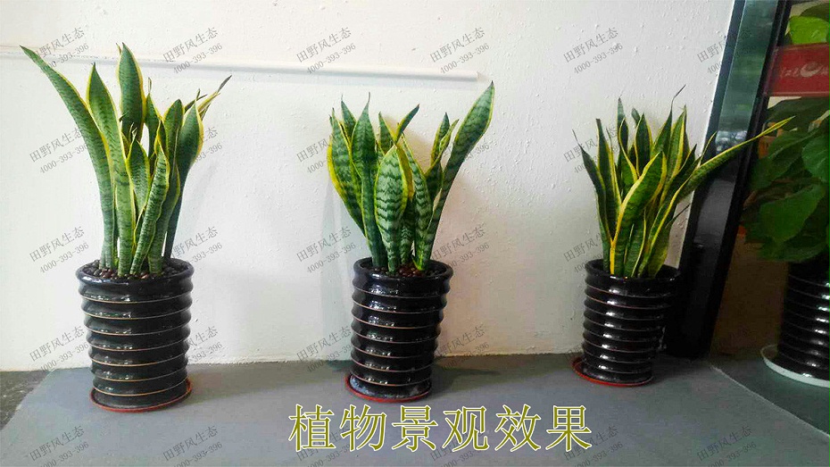 2植物景观效果