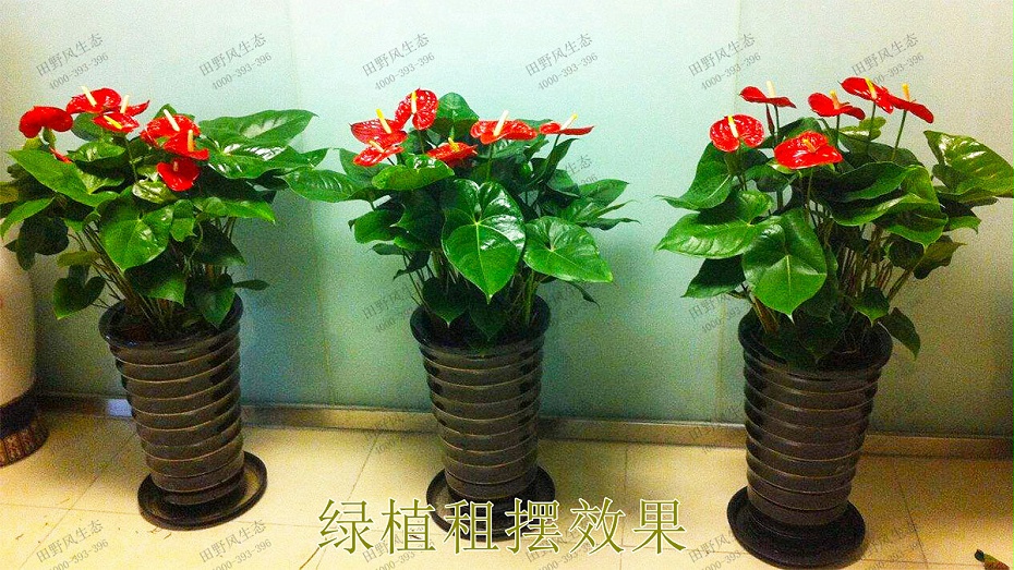 3绿植租摆效果