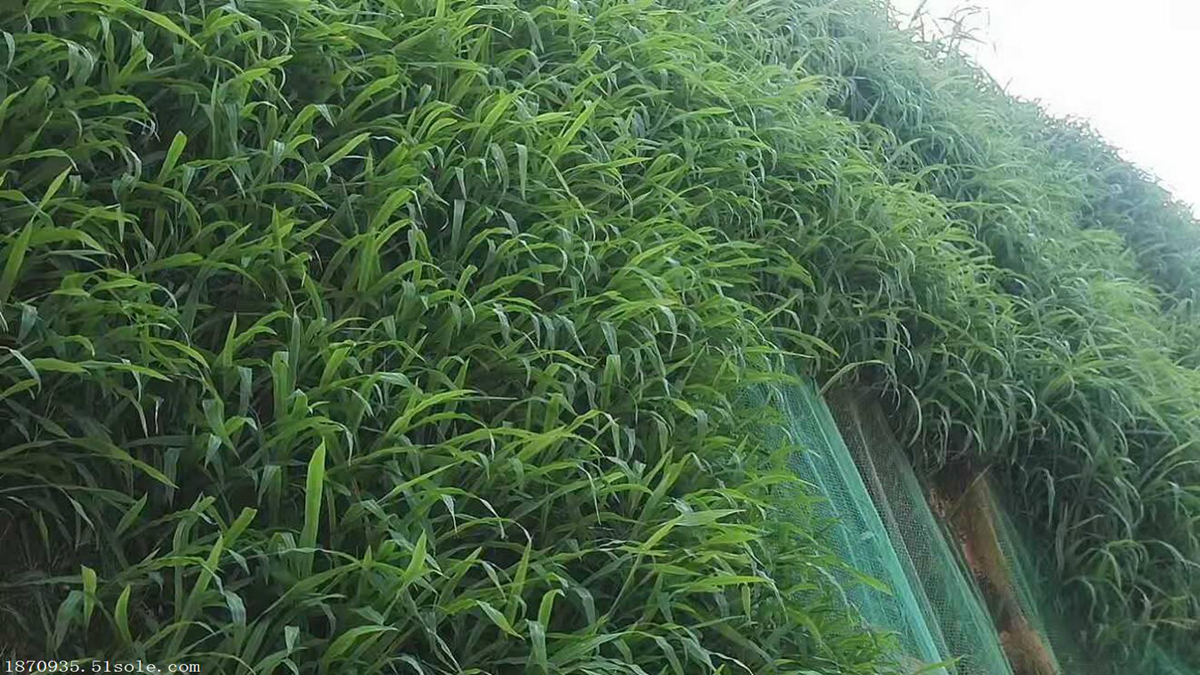 植生袋绿化护坡