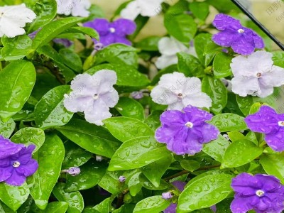 紫茉莉种植方法和时间