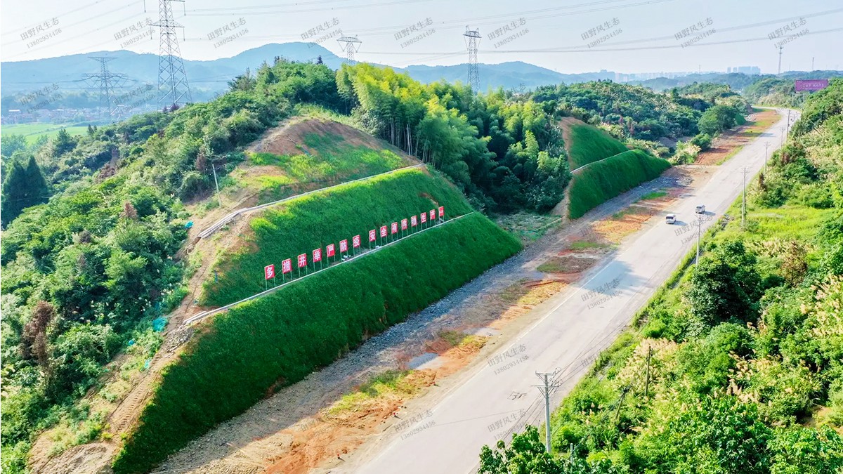 绿化喷播植草施工流程及草种择选