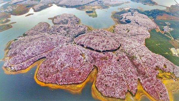 田野风大讲堂：怎么打造花海景观？花海景观设计需要注意什么？