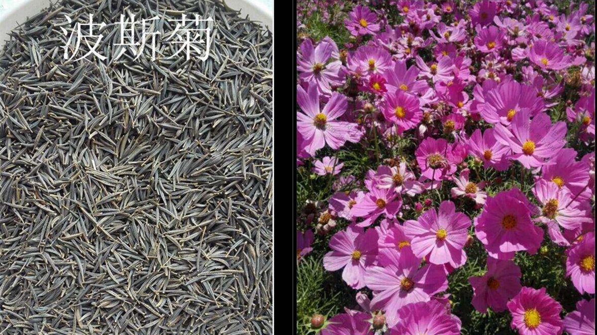 花种子批发