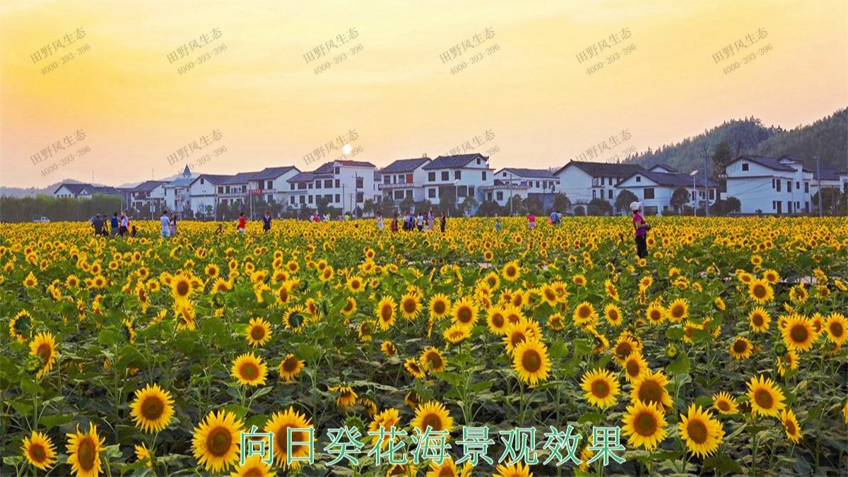 珠海金湾区美丽乡村绿化项目