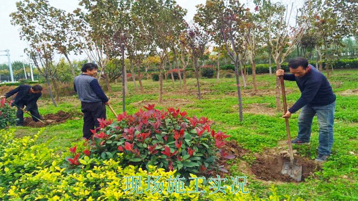 广东惠州市政景观园林工程