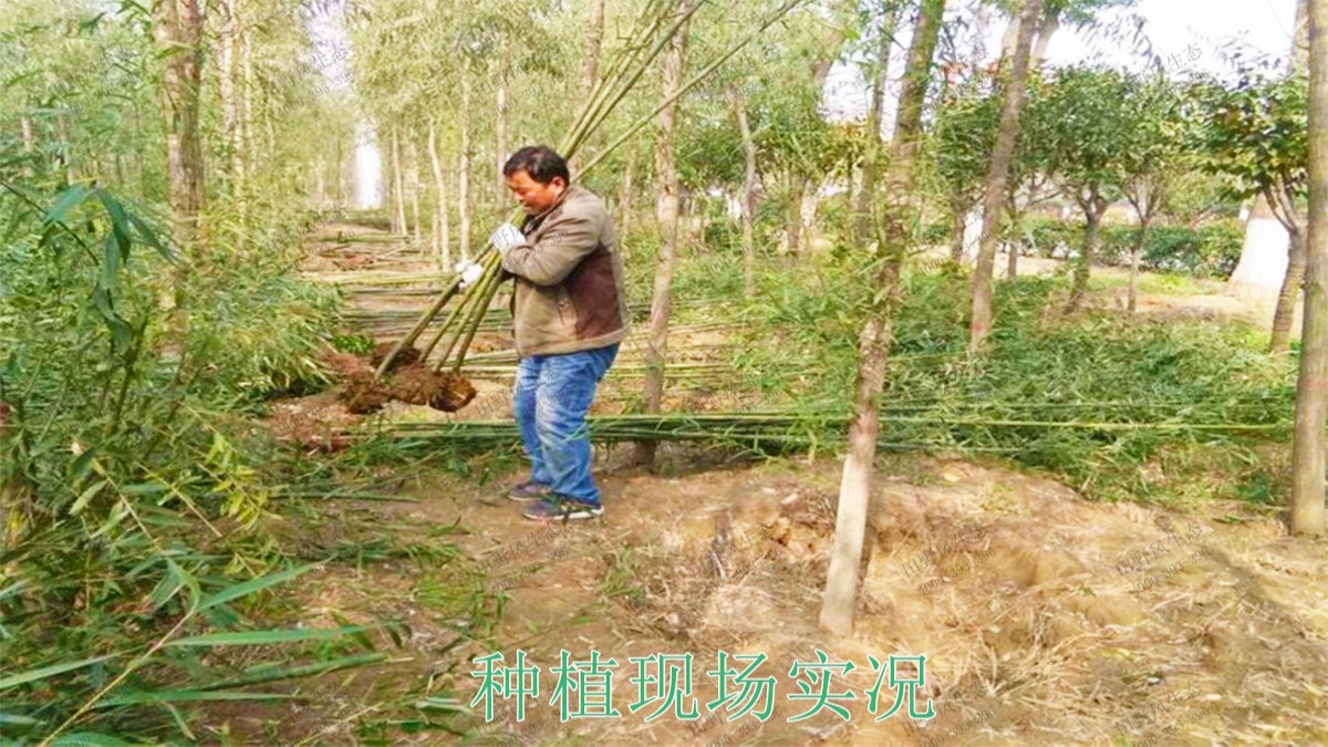 江门逢江区园林景观花卉园林绿化
