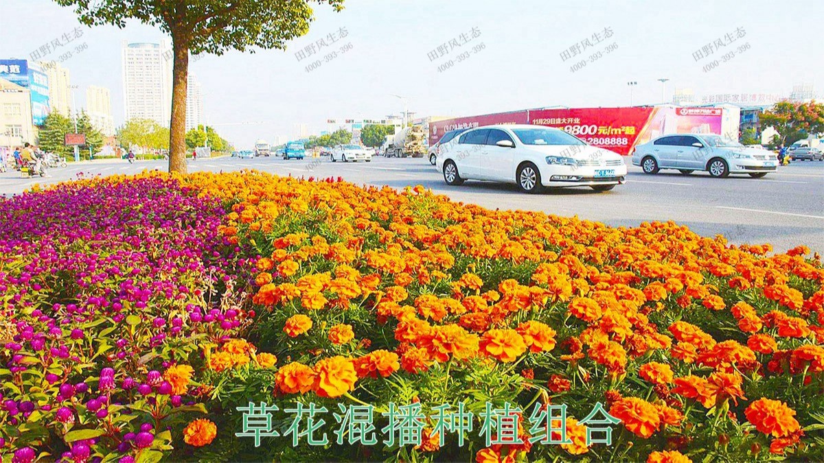 江门逢江区园林景观花卉园林绿化