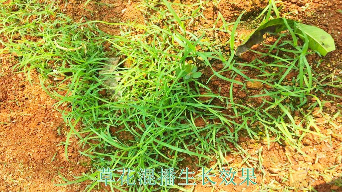 赣州全南公路市政道路工程