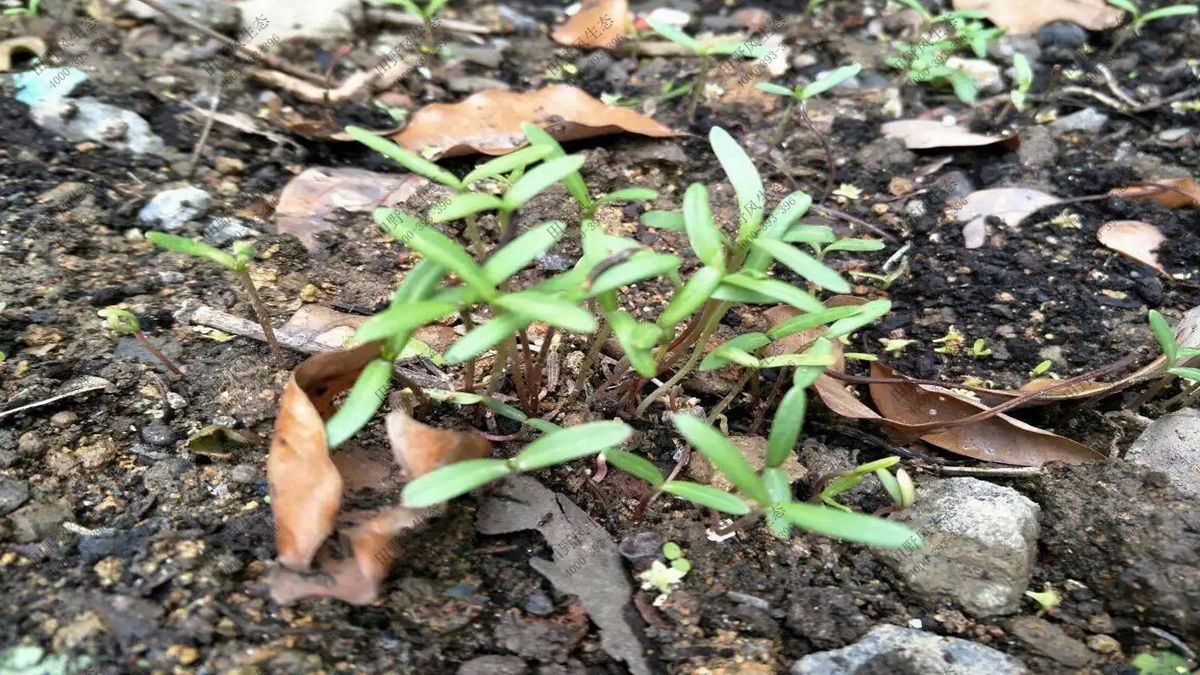 波斯菊种子