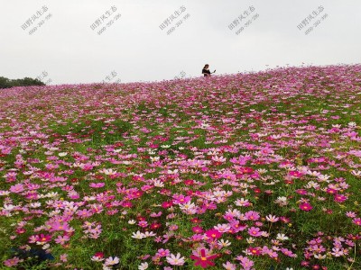 波斯菊花种子怎么种植