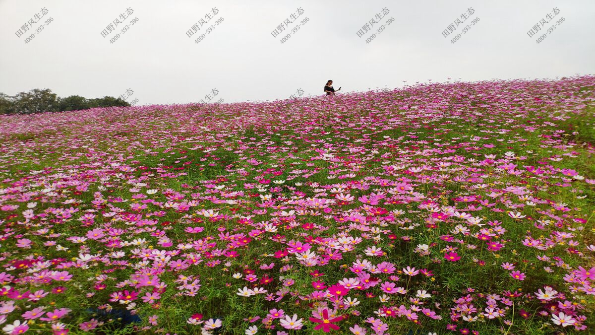 波斯菊种子