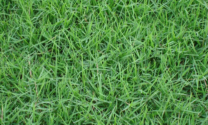 常用绿化草坪有哪些品种？