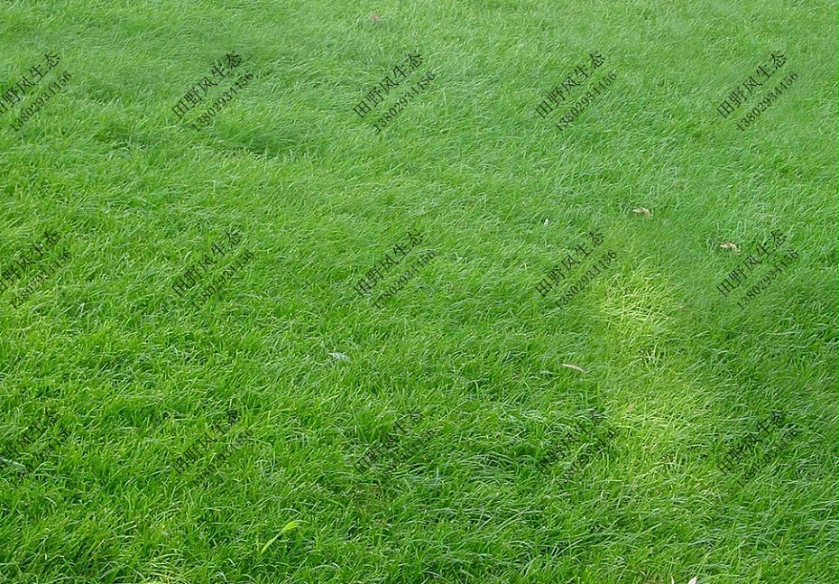 绿化草坪草种