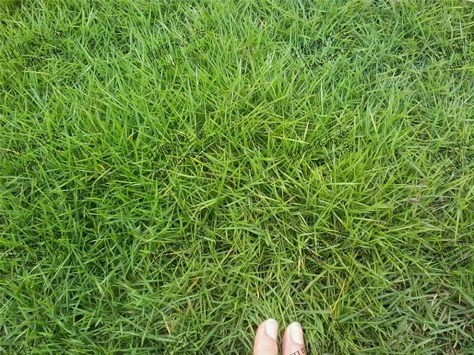 草种子护坡固土