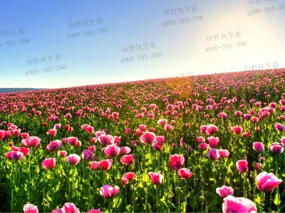 花种子怎么种容易发芽