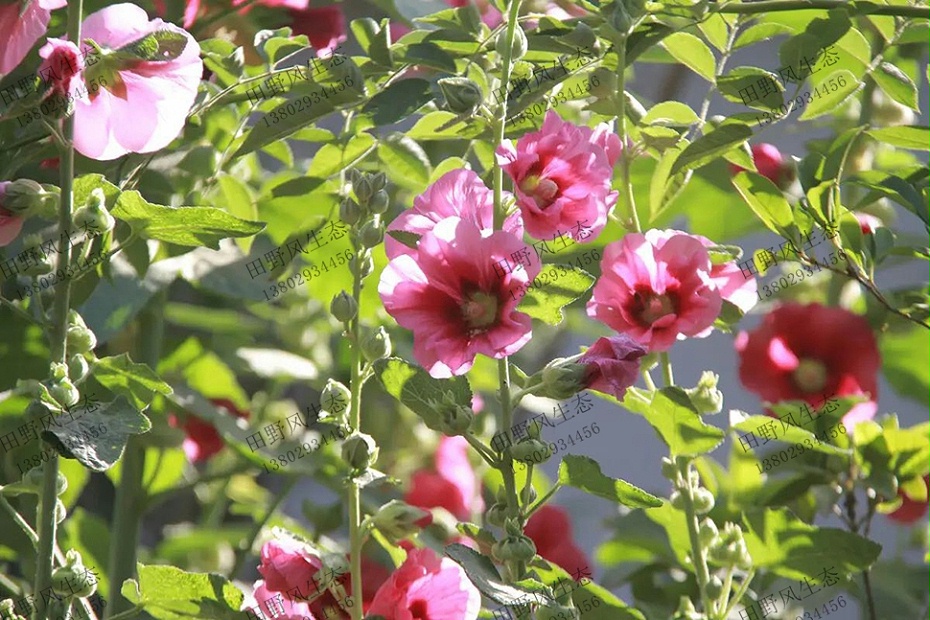 花种四季室外易活