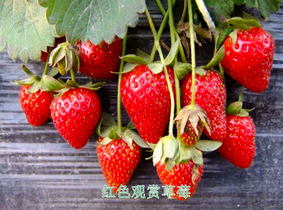4红色观赏草莓