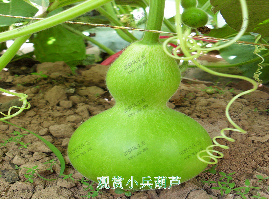 2观赏小兵葫芦
